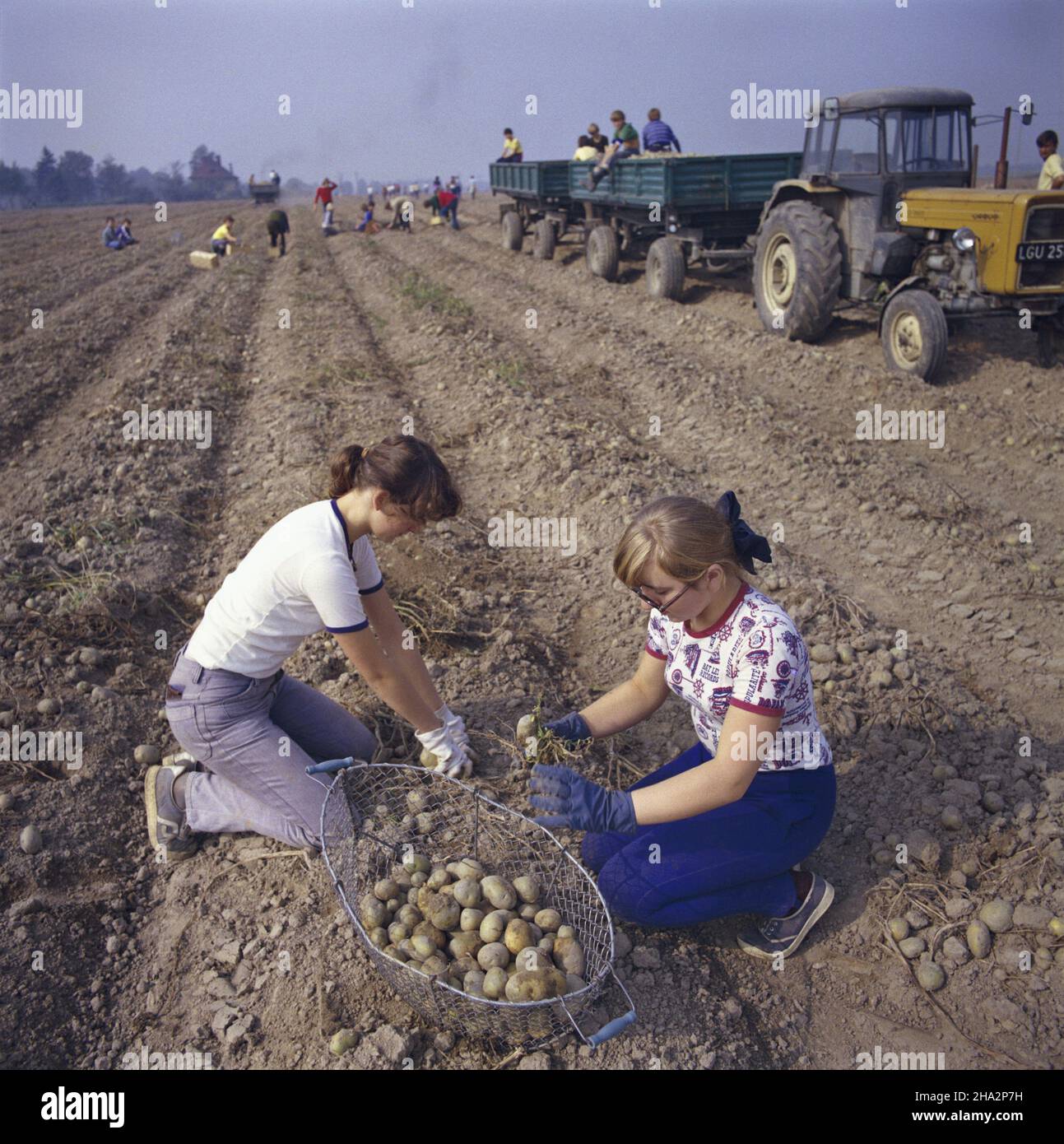 Polska 10.1980. Wykopki ziemniaków na polach Zak³adu Rolnego Zagrodzie Gospodarstwo Oziniany. Nz. uczniowie Zbiorczej Szko³y Gminnej w Chojnowie pomagaj¹ przy pracach rolnych. msa  PAP/Wojciech Kryñski    Dok³adny dzieñ wydarzenia nieustalony.         Poland, October 1980. Potato-lifting in the fields of the Zagrodzie Agricultural Plant, Oziniany Farm. Pictureed: school children from Chojnow helping with the field work.  msa  PAP/Wojciech Krynski    Event day unknown Stock Photo