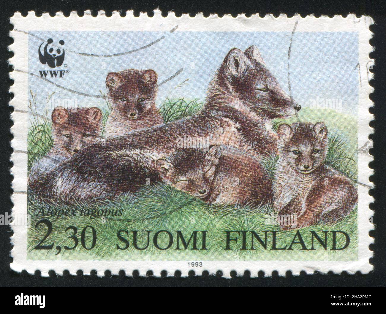 FINLAND - CIRCA 1993: stamp printed by Finland, shows Arctic Fox, circa 1993 Stock Photo