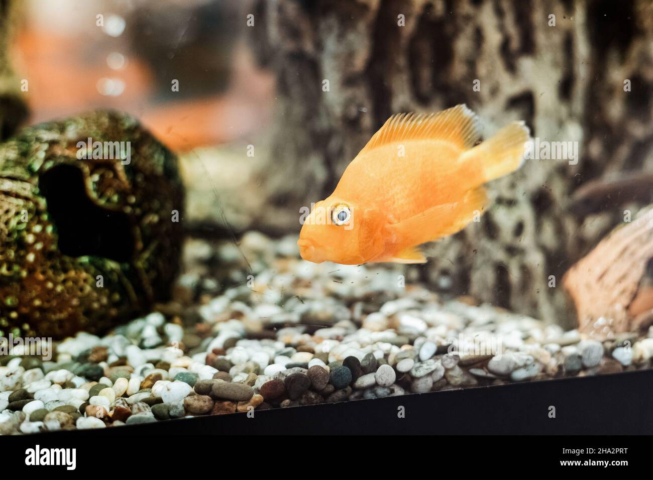 Cichlid parrot is a cute fish in an aquarium Stock Photo