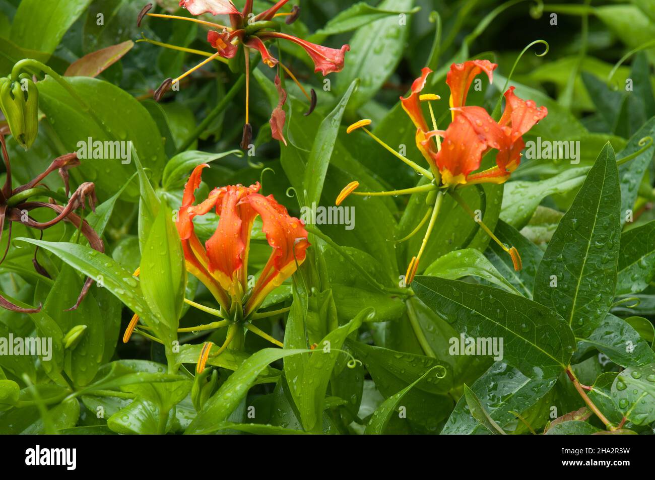 Sydney Australia, orange flowers of a heteropteris syringifolia native to Bolivia, Paraguay and Brazil after rain Stock Photo