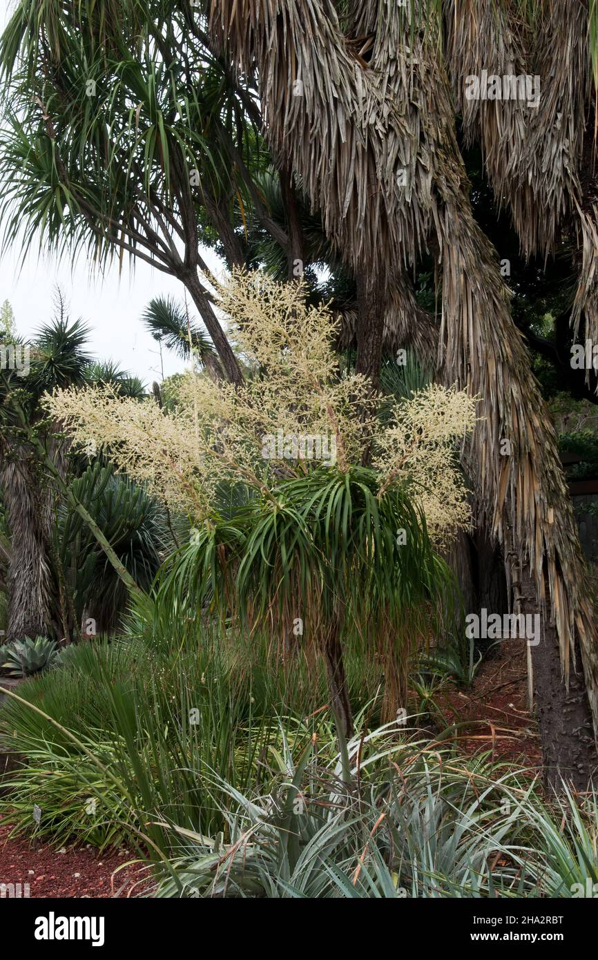 Sydney Australia, beaucarnea recurvata or ponytail palm with stems of buds, it is a native to south-eastern Mexico Stock Photo