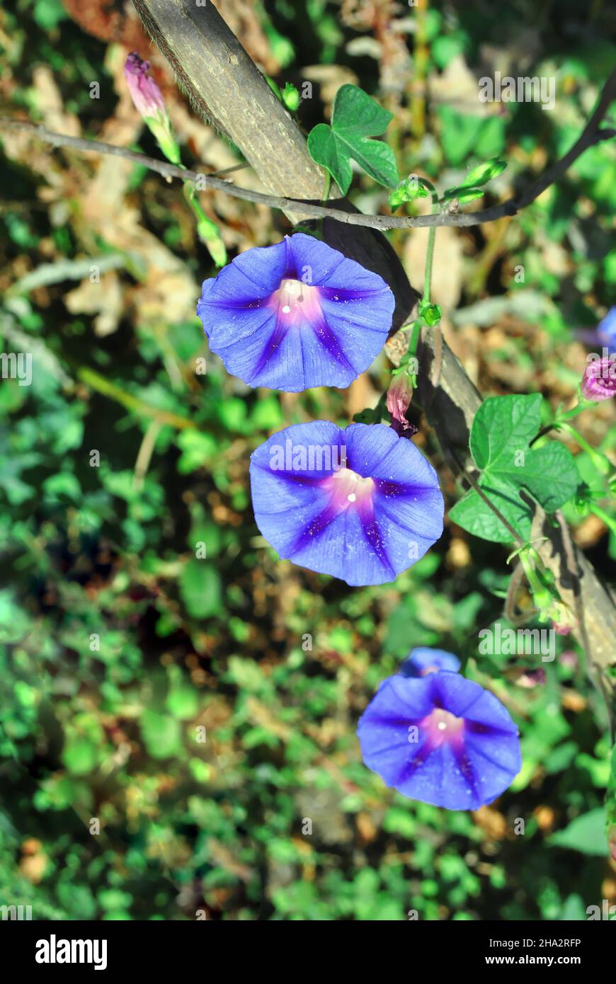 Purple blue petunia flowers blooming on leaves blurry bokeh background, close up macro detail, top view Stock Photo