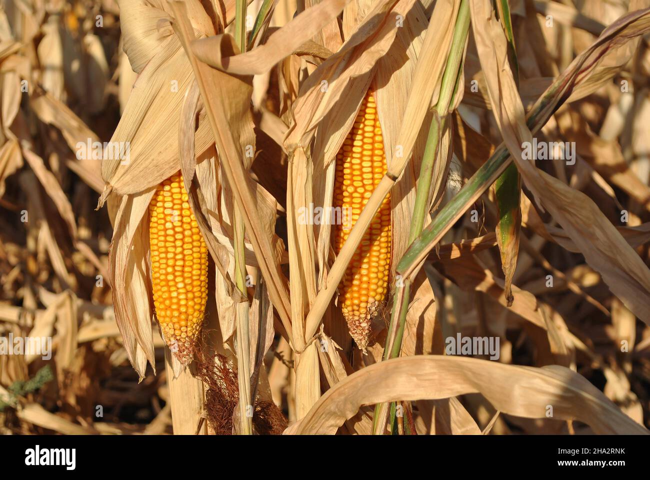 Moize corn cob close up detail, dry plants blurry background Stock Photo