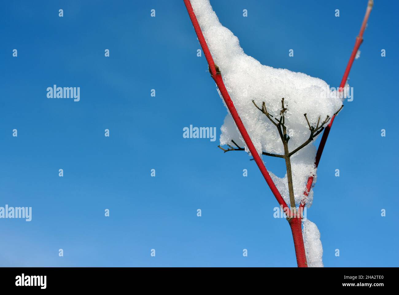 Pink tree branch covered with white fluffy snow close up detail, winter in forest, bright blue sky background Stock Photo