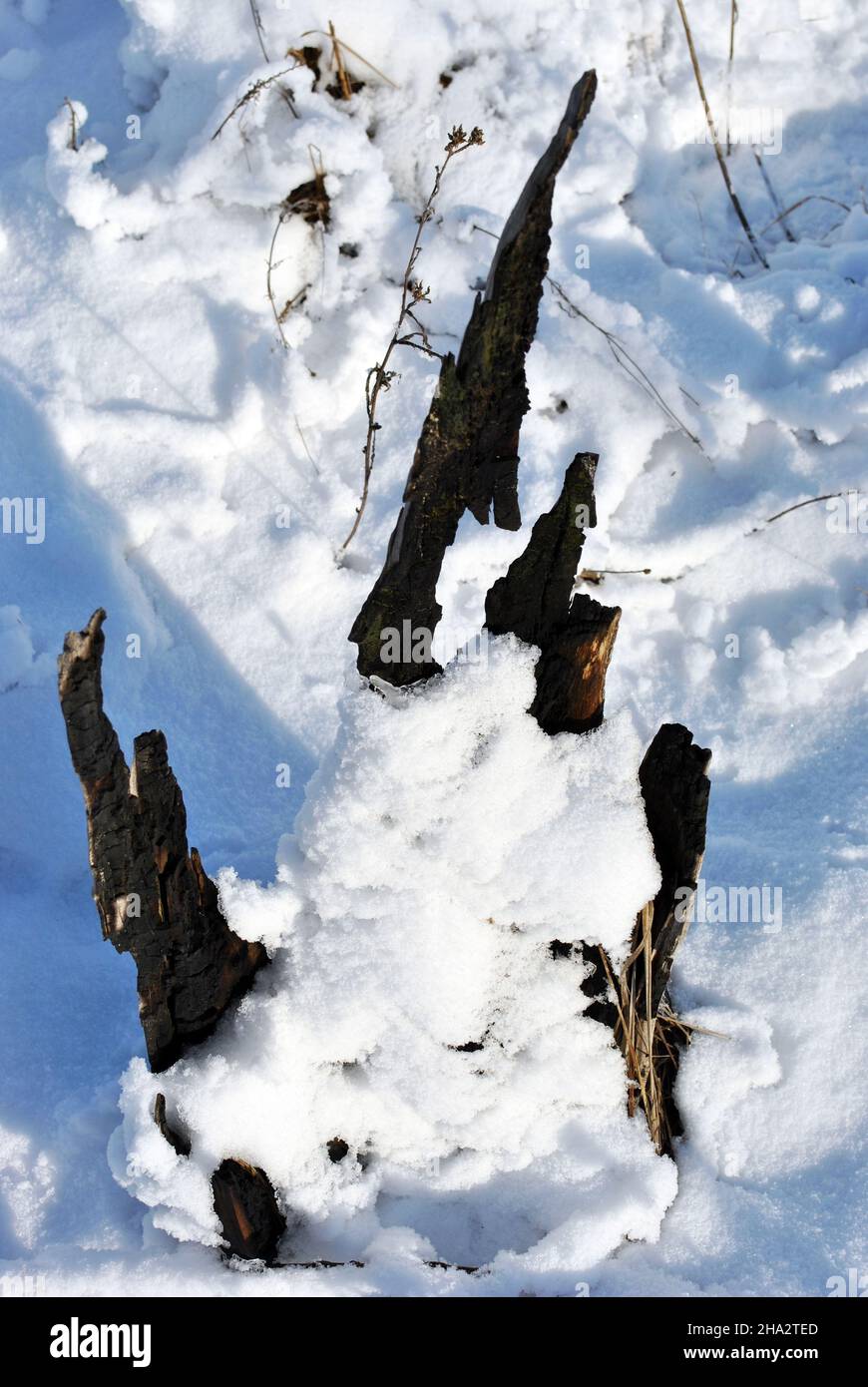 Old weathered burned tree stump covered with white, top view Stock Photo