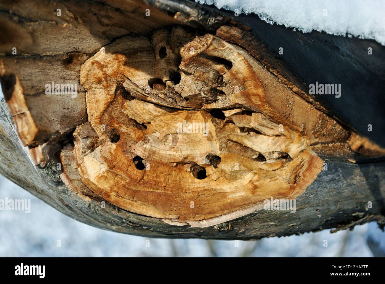 Tree trunk texture with termite holes covered with snow, natural wooden organic background texture close up detail Stock Photo