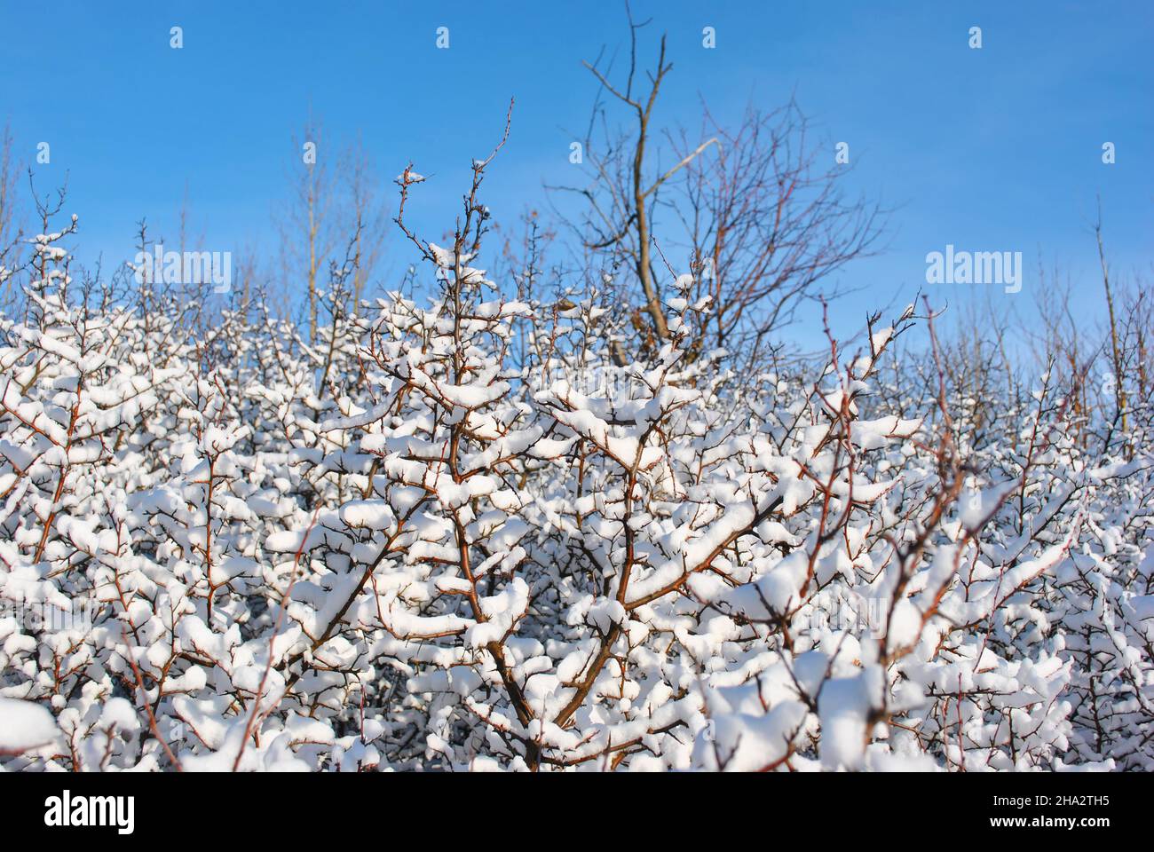 Tree branches covered with white fluffy snow close up detail, winter in ...