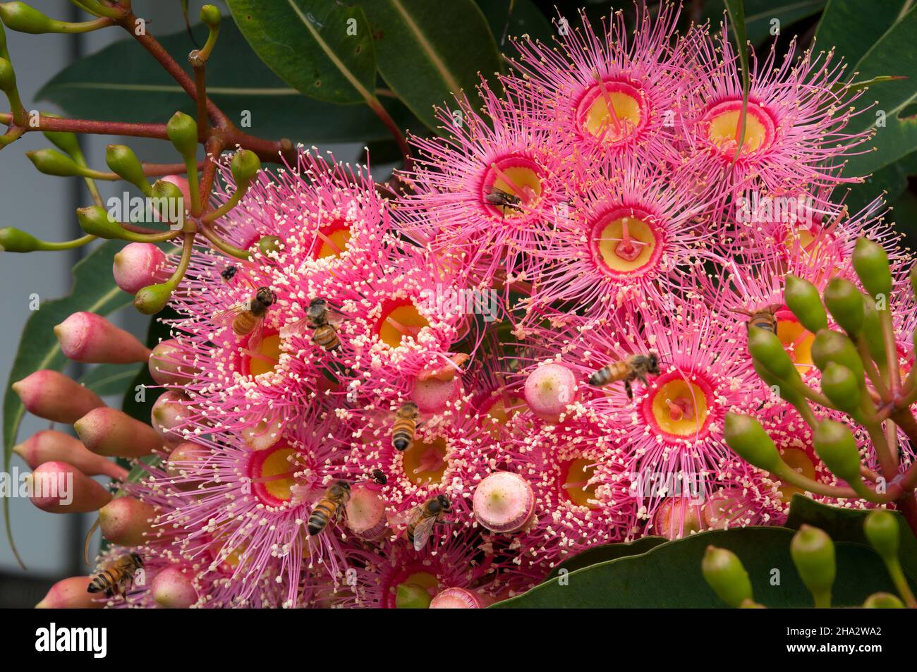 Sydney Australia, branch of pink flowers of an Australian native flowering gum tree with bees Stock Photo