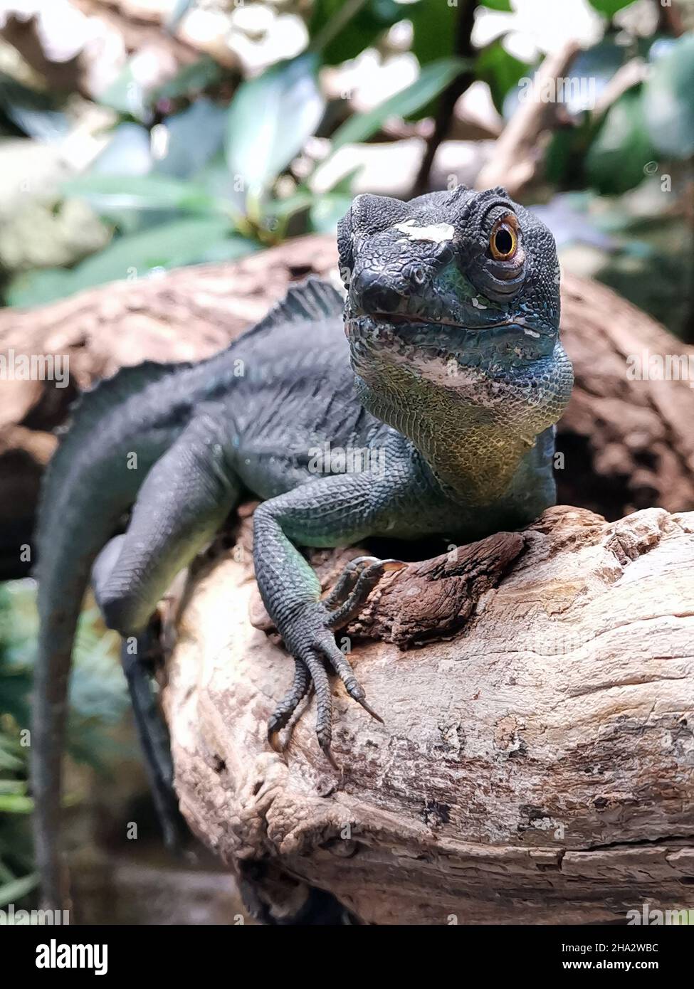 Closeup of an Echse Auf Baumstamm lizard on a tree branch looking at ...