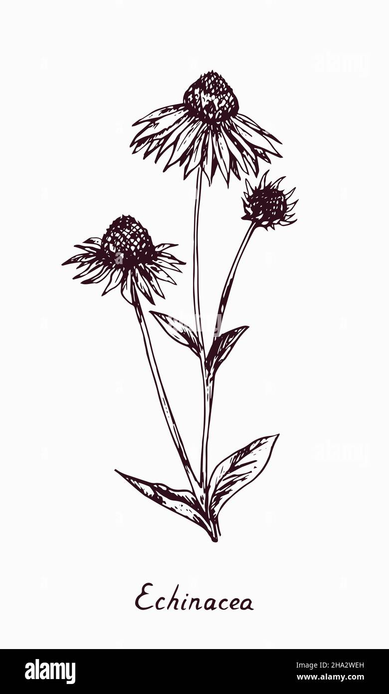 beautiful, beauty, bloom, blooming, blossom, botanical, botany, bud, canada, closed, cultivation, daisy, design, doodle, drawing, drawn, eastern purpl Stock Photo