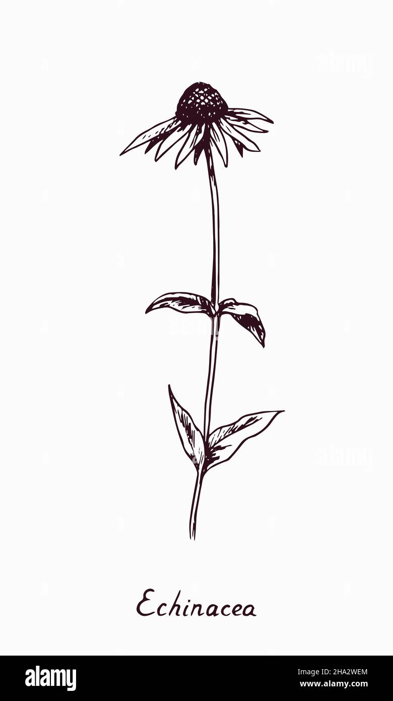 Eastern purple coneflower (Echinacea purpurea) flower stem with bud and leaves, doodle drawing with inscription, vintage style Stock Photo
