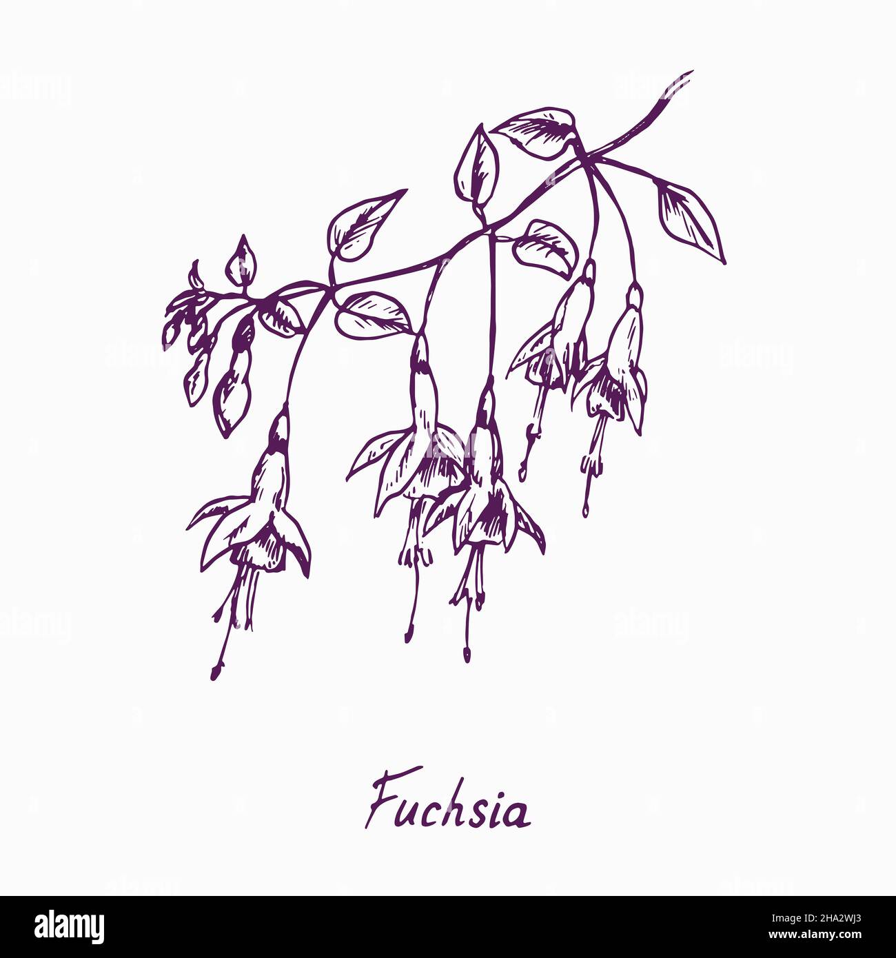 Fuchsia flower twig with bud and leaves, doodle drawing with inscription, vintage style Stock Photo