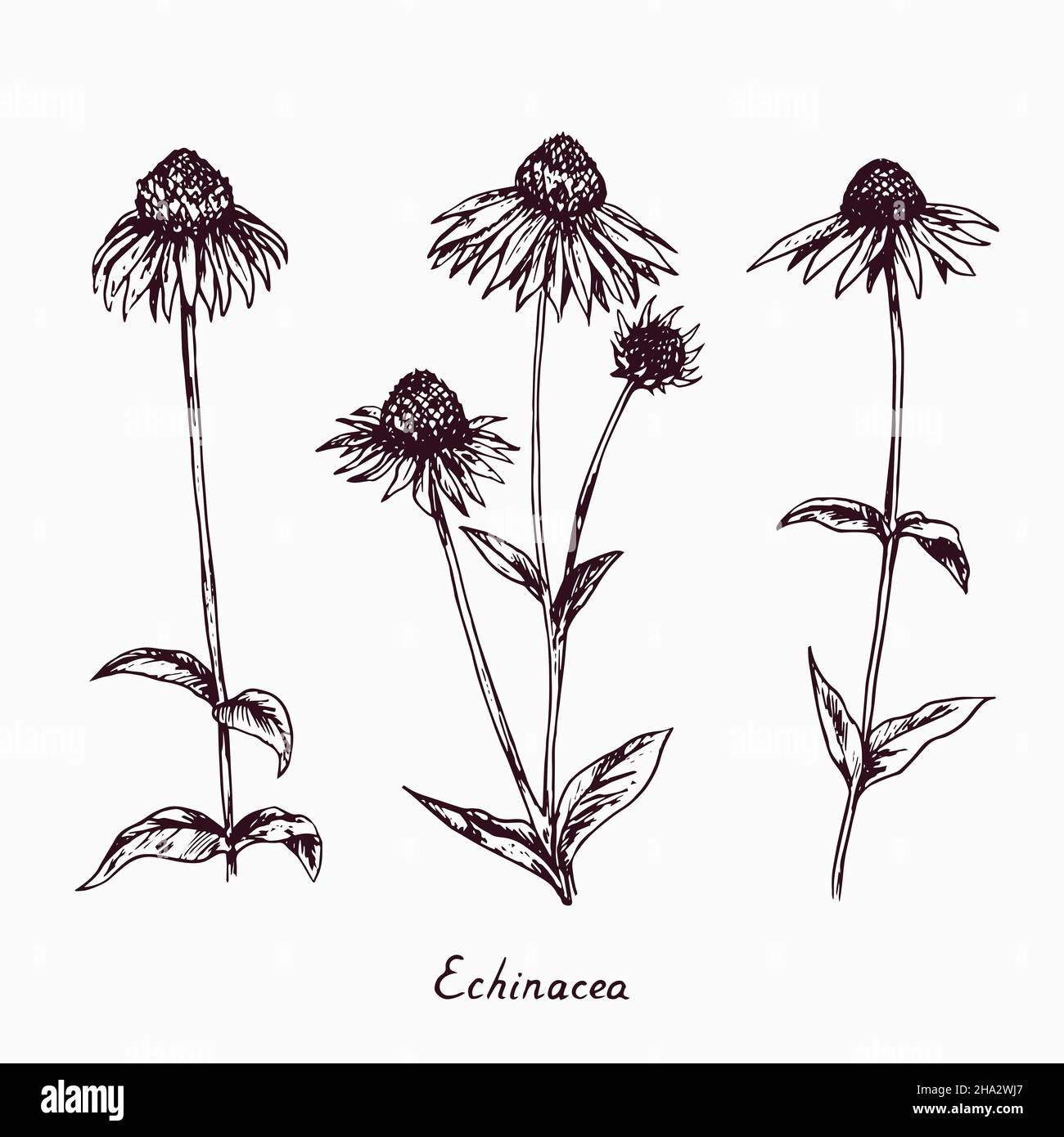 Eastern purple coneflower (Echinacea purpurea) flowers collection stems with bud and leaves, doodle drawing with inscription, vintage style Stock Photo