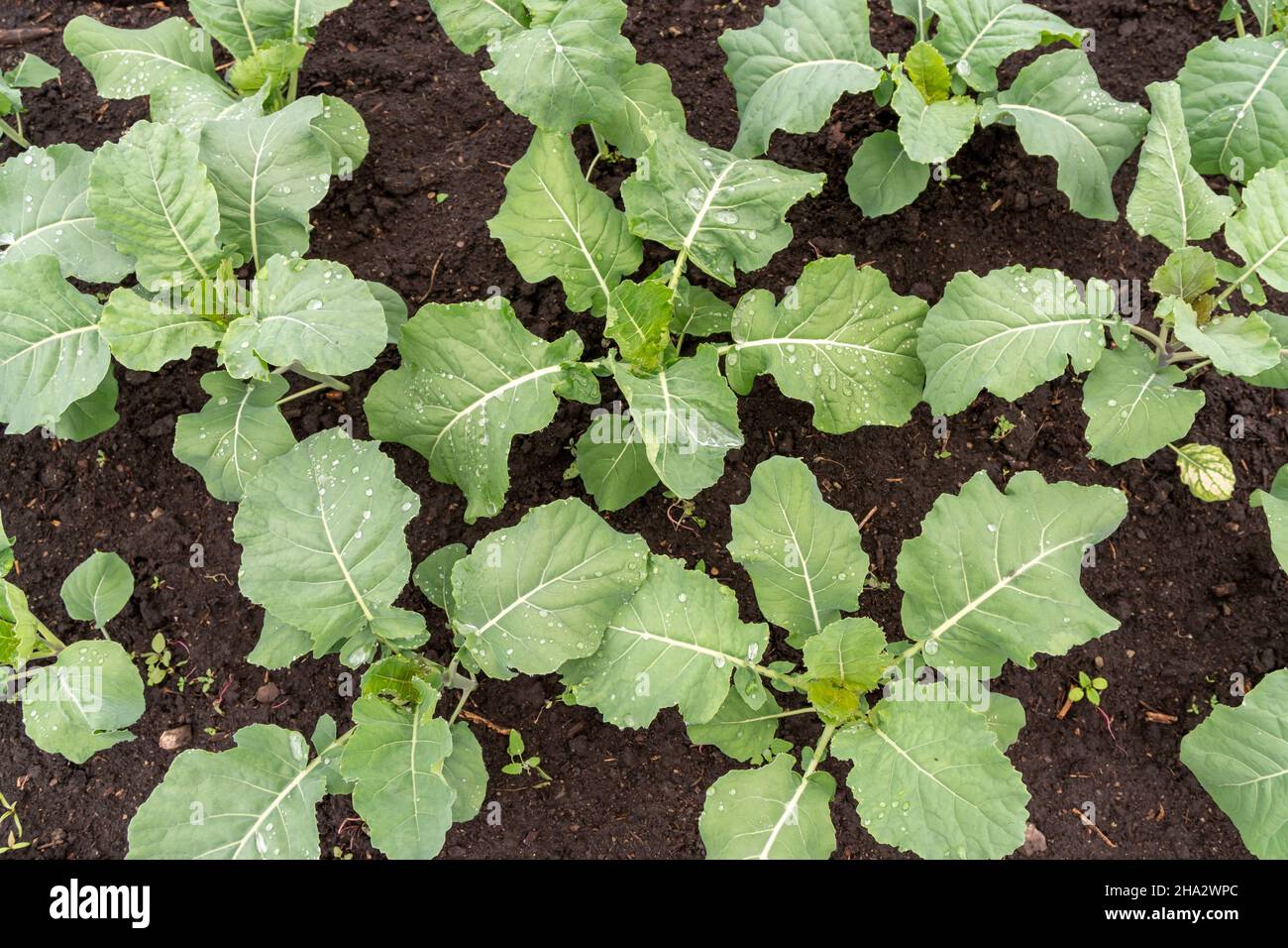Strong healthy cabbage seedlings with water droplets after watering in the garden in spring. Stock Photo