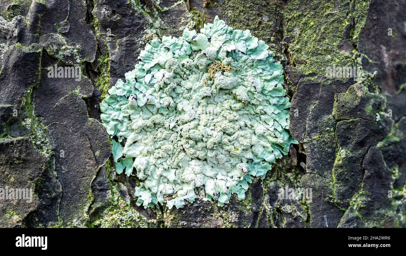 Lichen Parmelia sulcata on pine bark in the forest, close-up Stock Photo
