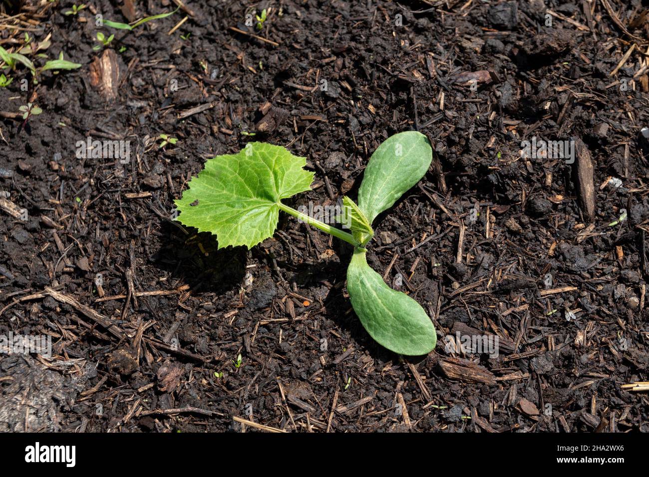 Cotyledonous leaves and the first leaf of a sprouting melon in the garden in spring. Stock Photo