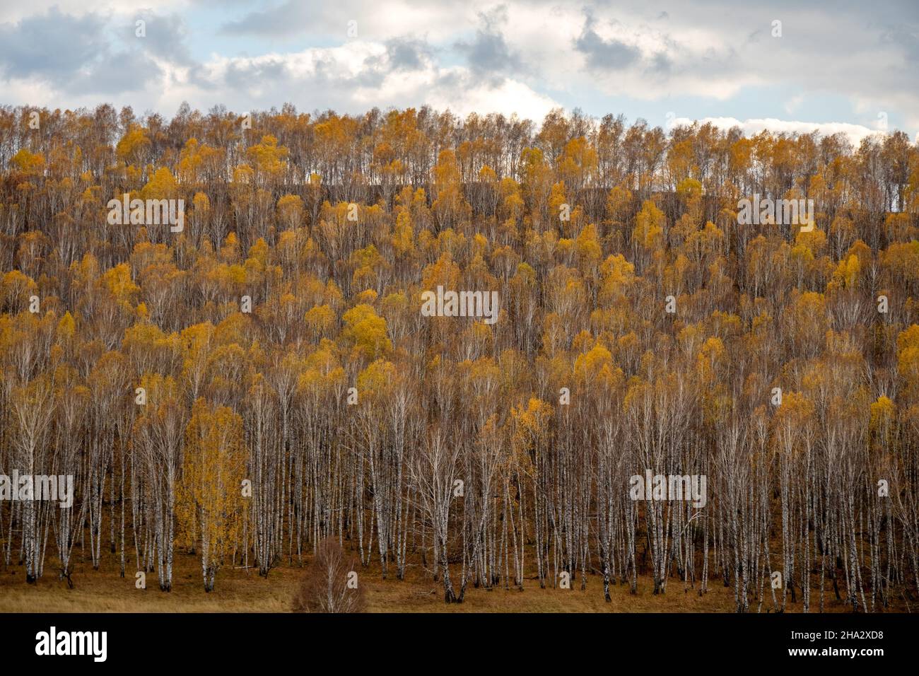 A hill overgrown with Russian white birches with half-fallen yellow foliage on a cloudy day in late autumn. Stock Photo