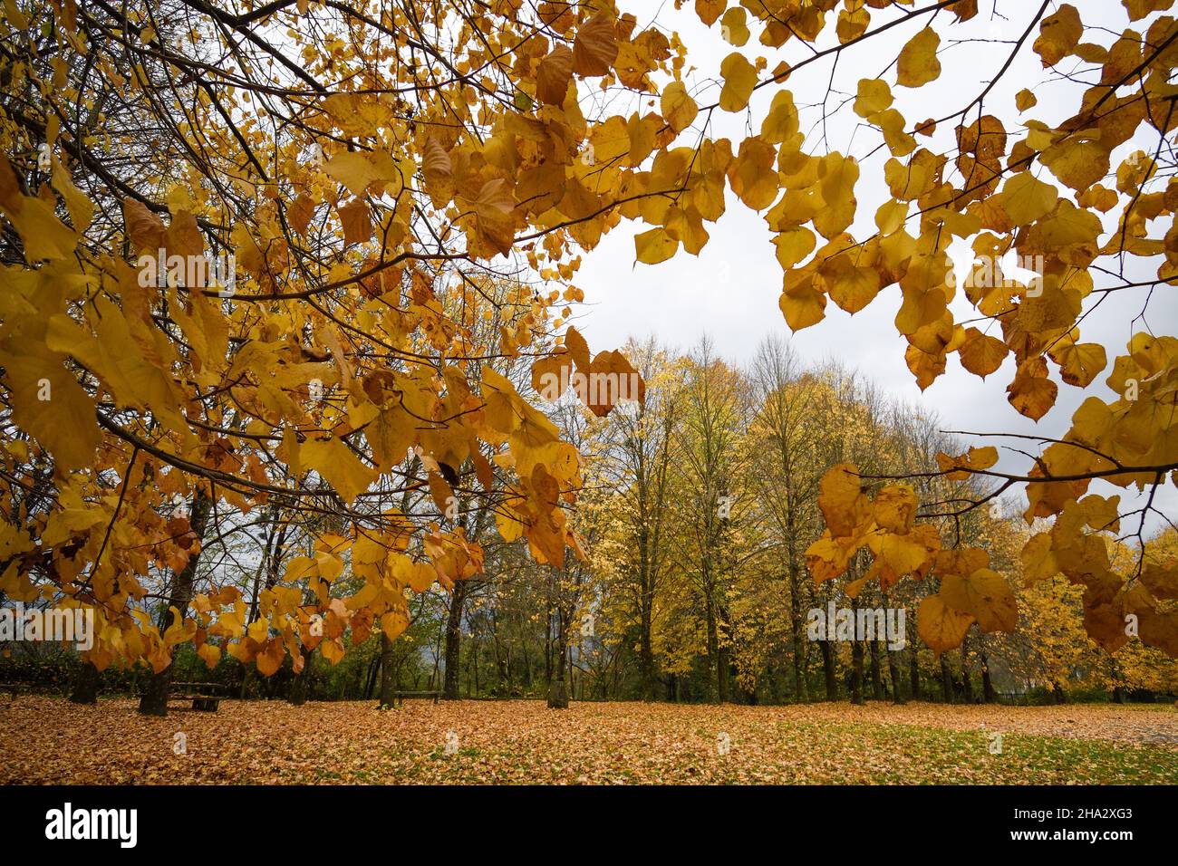 yellow linden leaves with trees in the background in autumn Stock Photo