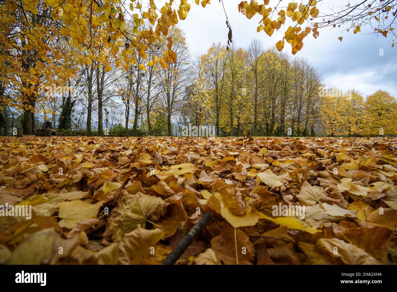 yellow linden leaves with trees in the background in autumn Stock Photo