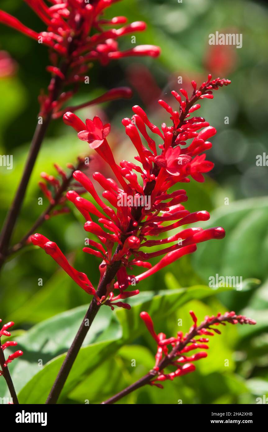 Sydney Australia, red flowers of a odontonema tubaeforme or firespike shrub Stock Photo