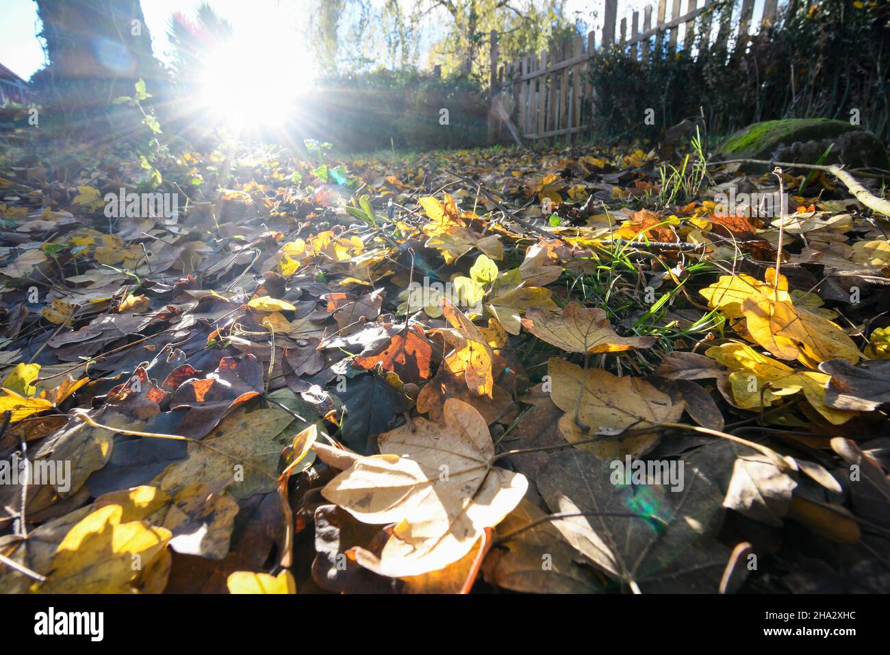 Fallen maple leaves on the ground in yellow backlight Stock Photo - Alamy
