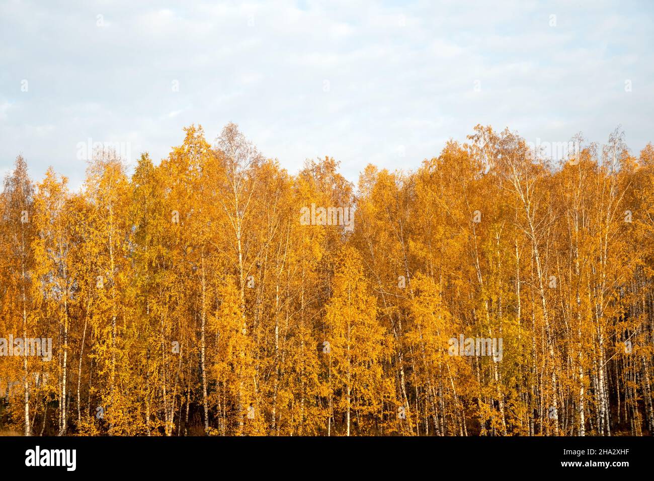 Russian white birches with yellow foliage in late autumn. Stock Photo