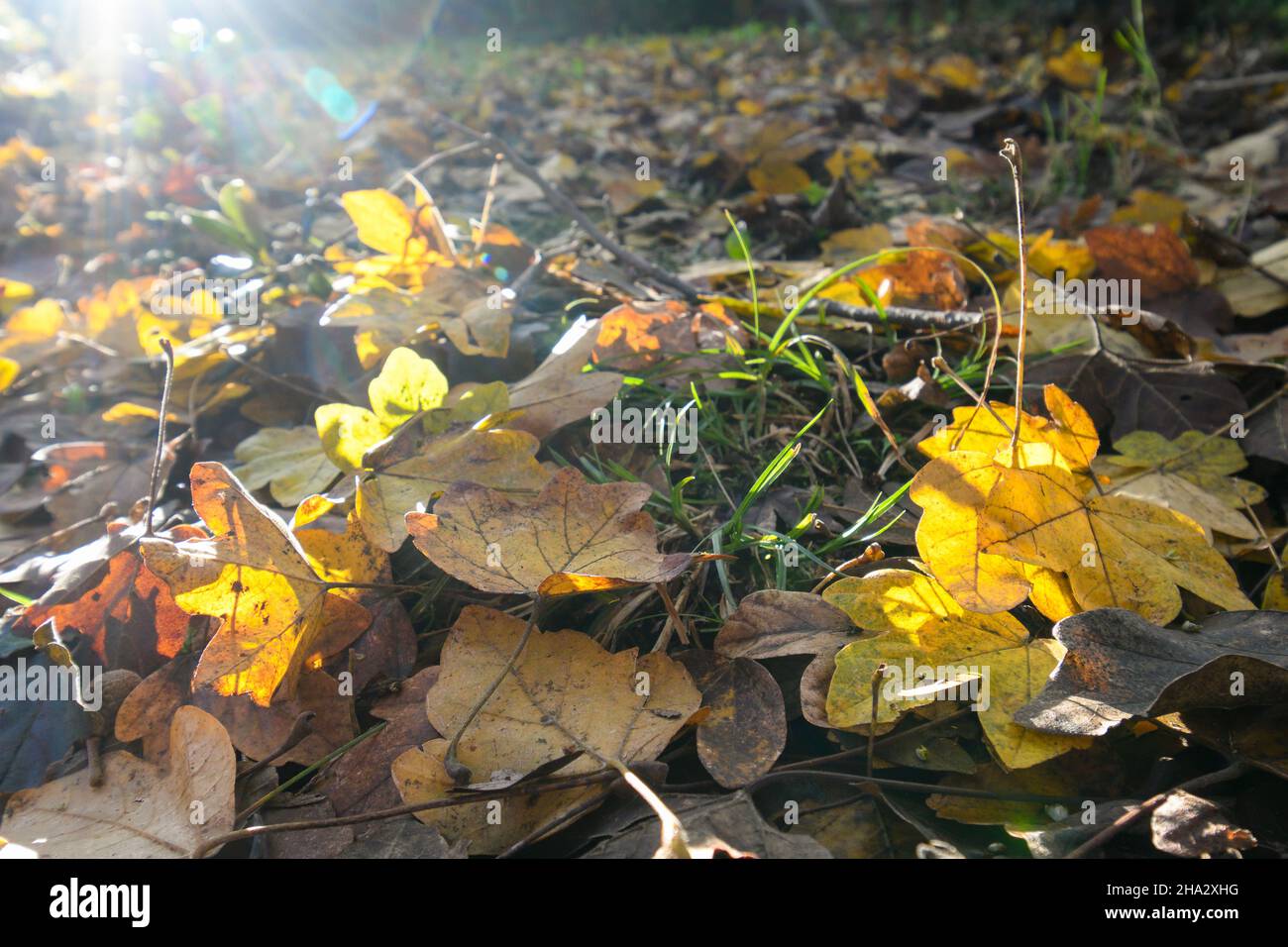 Fallen maple leaves on the ground in yellow backlight Stock Photo