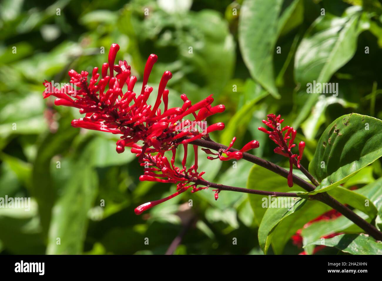 Sydney Australia, red flowers of a Odontonema tubaeforme or firespike shrub Stock Photo