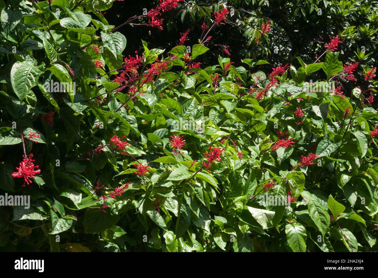 Sydney Australia, odontonema tubaeforme or firespike shrub with red flowers Stock Photo