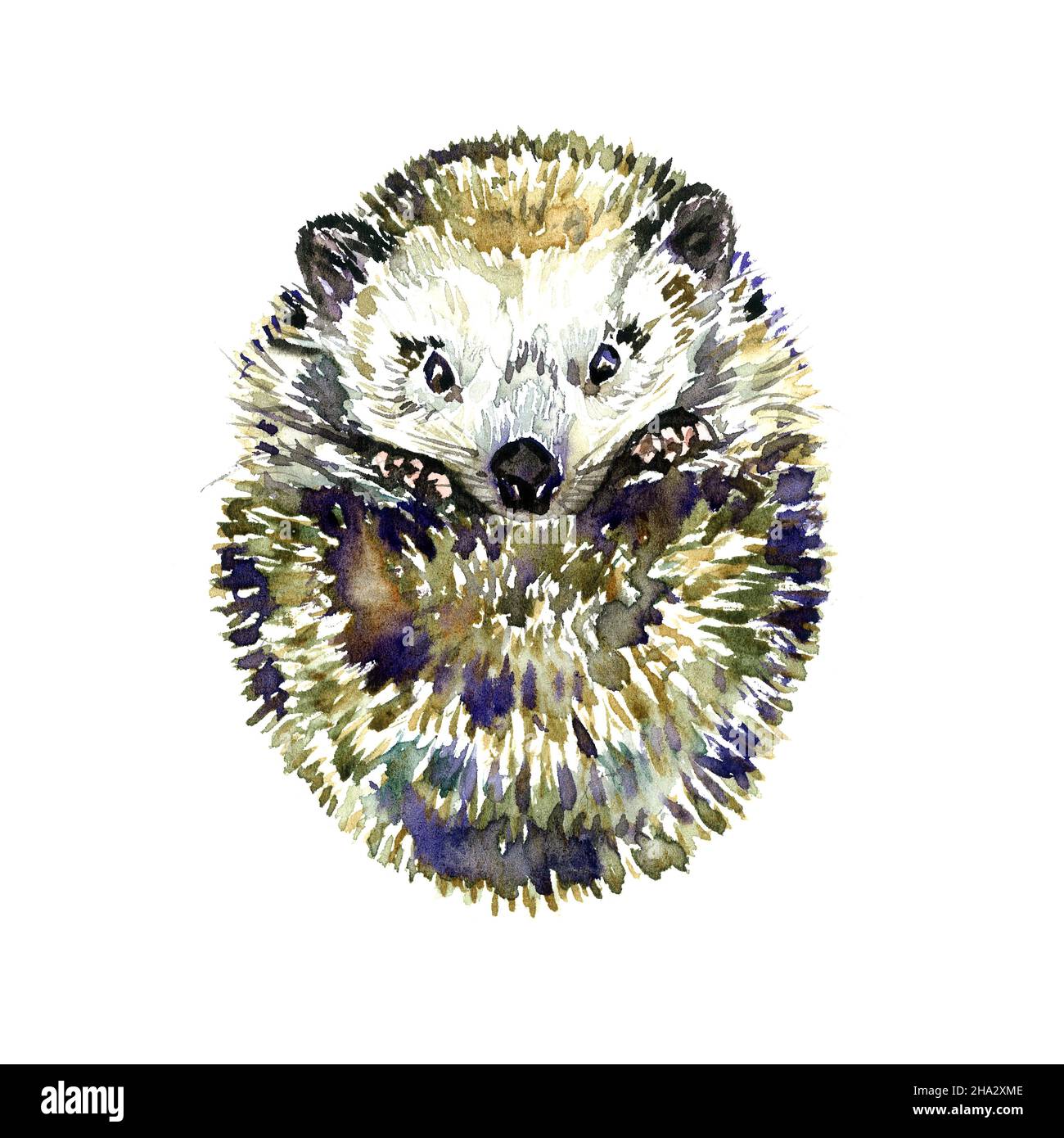 South african hedgehog, hand painted watercolor illustration Stock Photo