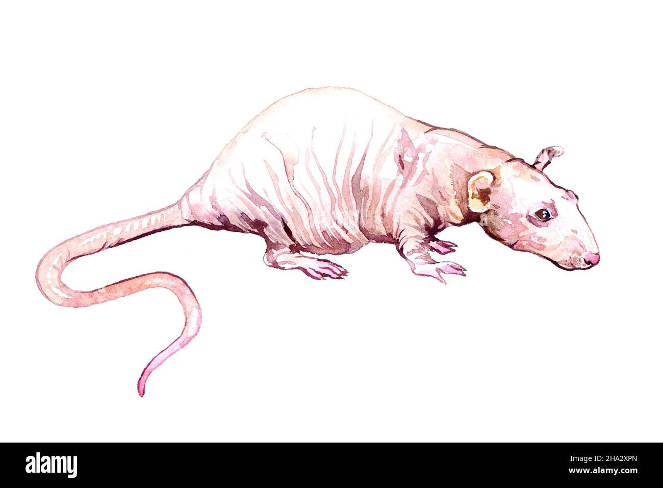 Hairless (fancy, Rattus norvegicus domestica) rat side view, hand painted watercolor illustration Stock Photo