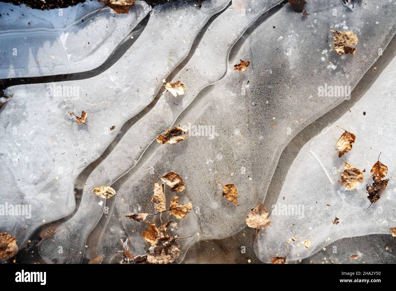 Dry birch leaves and seeds frozen into an icy puddle in late autumn. Stock Photo