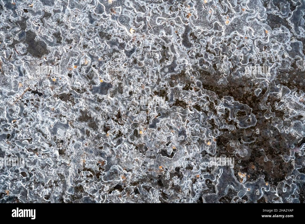 Bubble-frozen ice with Russian white birch seeds in a puddle on the ground in late autumn. Stock Photo