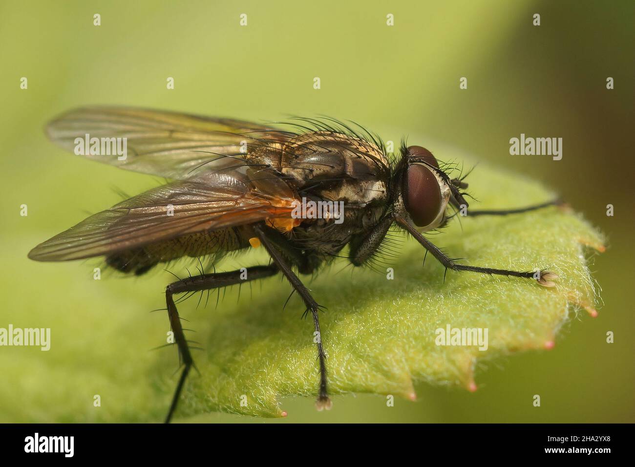 Closeup on a hairy fly, Hydrophoria lancifer, in the garden Stock Photo