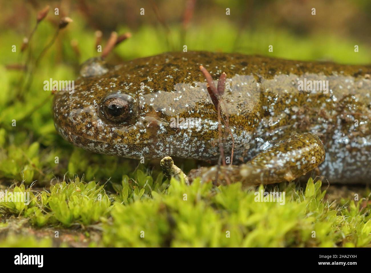 Detailed facial closeup on an adult Japanese endangered Oita salamander, Hynobius dunni Stock Photo