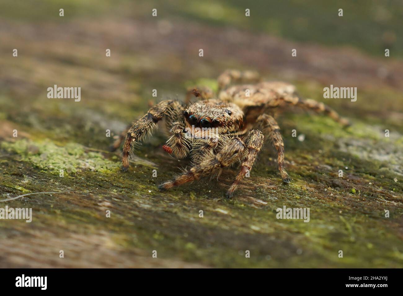 Closeup on a cute, hairy Fencepost jumping spider,Marpissa muscosa Stock Photo
