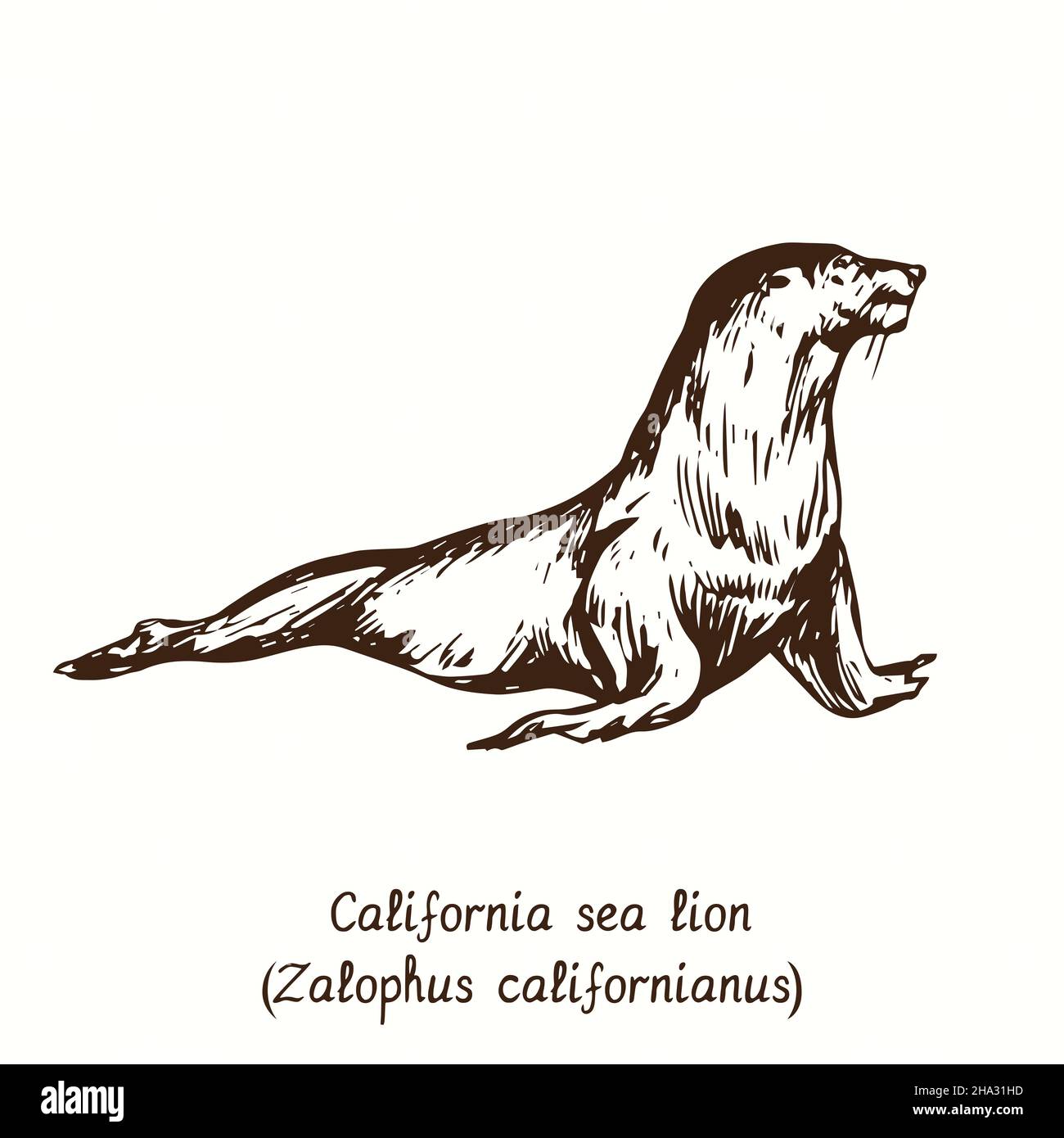 California sea lion (Zalophus californianus) side view. Ink doodle drawing Stock Photo