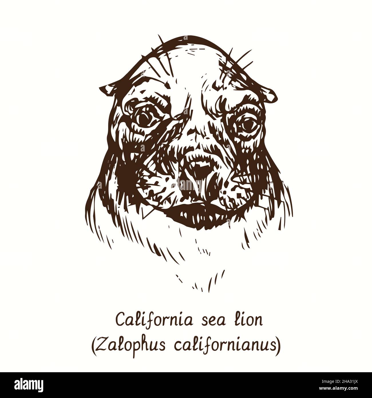 California sea lion (Zalophus californianus) head front view. Ink doodle drawing Stock Photo
