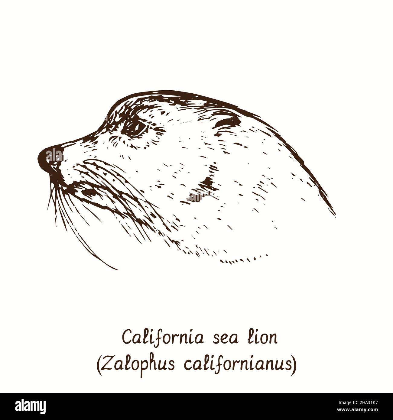California sea lion (Zalophus californianus) head side view. Ink doodle drawing Stock Photo