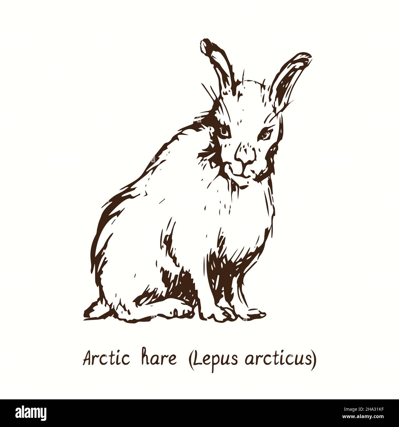 Arctic hare (Lepus arcticus) sitting side view. Ink black and white doodle drawing in woodcut style. Stock Photo
