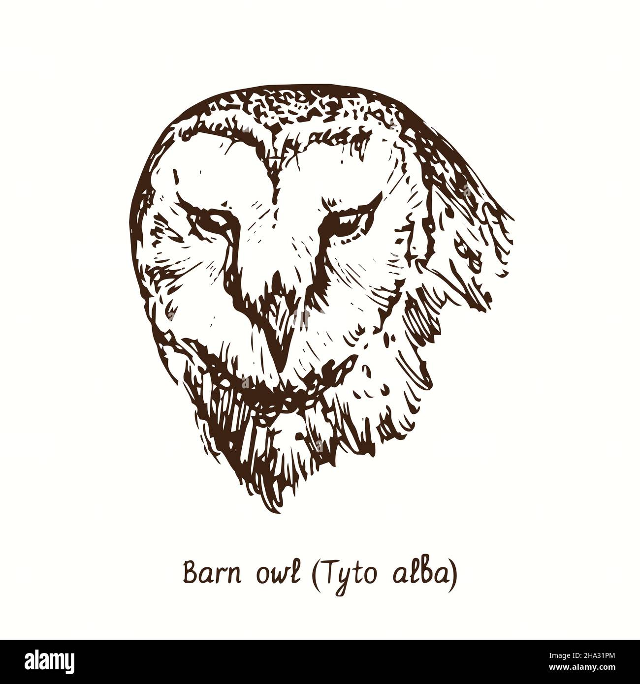 Barn owl (Tyto alba) face front view portrait. Ink black and white doodle drawing in woodcut style. Stock Photo