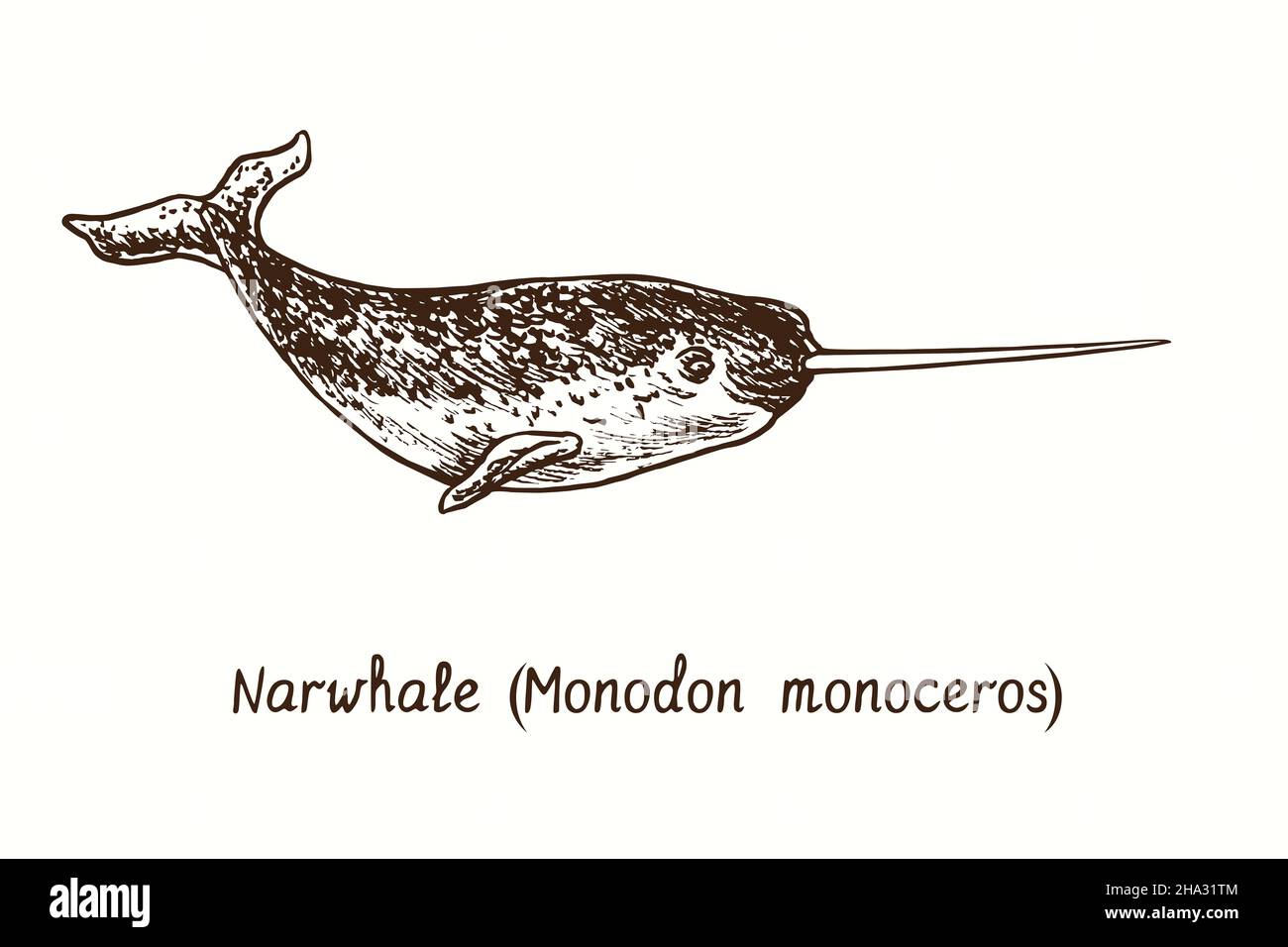 Narwhale (Monodon monoceros). Ink black and white doodle drawing in woodcut style. Stock Photo