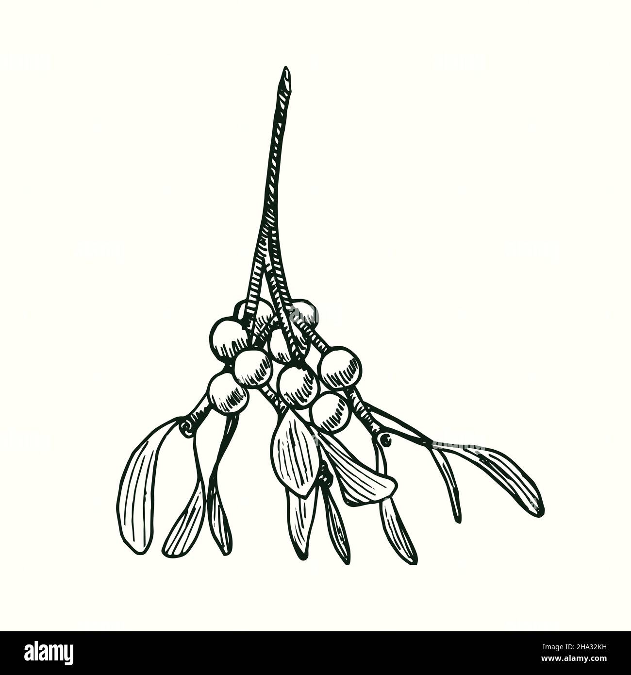 European mistletoe (Viscum album) branch with leaves and berries. Ink black and white doodle drawing in woodcut style. Stock Photo