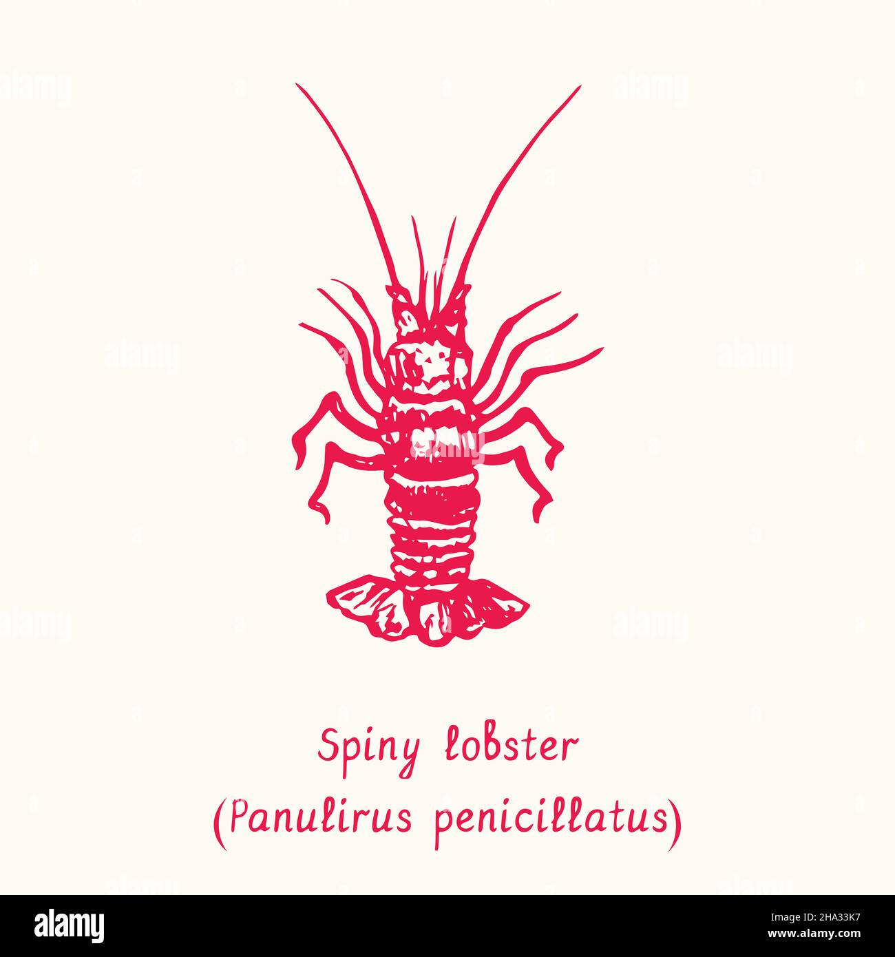 Spiny Lobster (Panulirus penicillatus). Ink black and white doodle drawing in woodcut style with inscription. Stock Photo