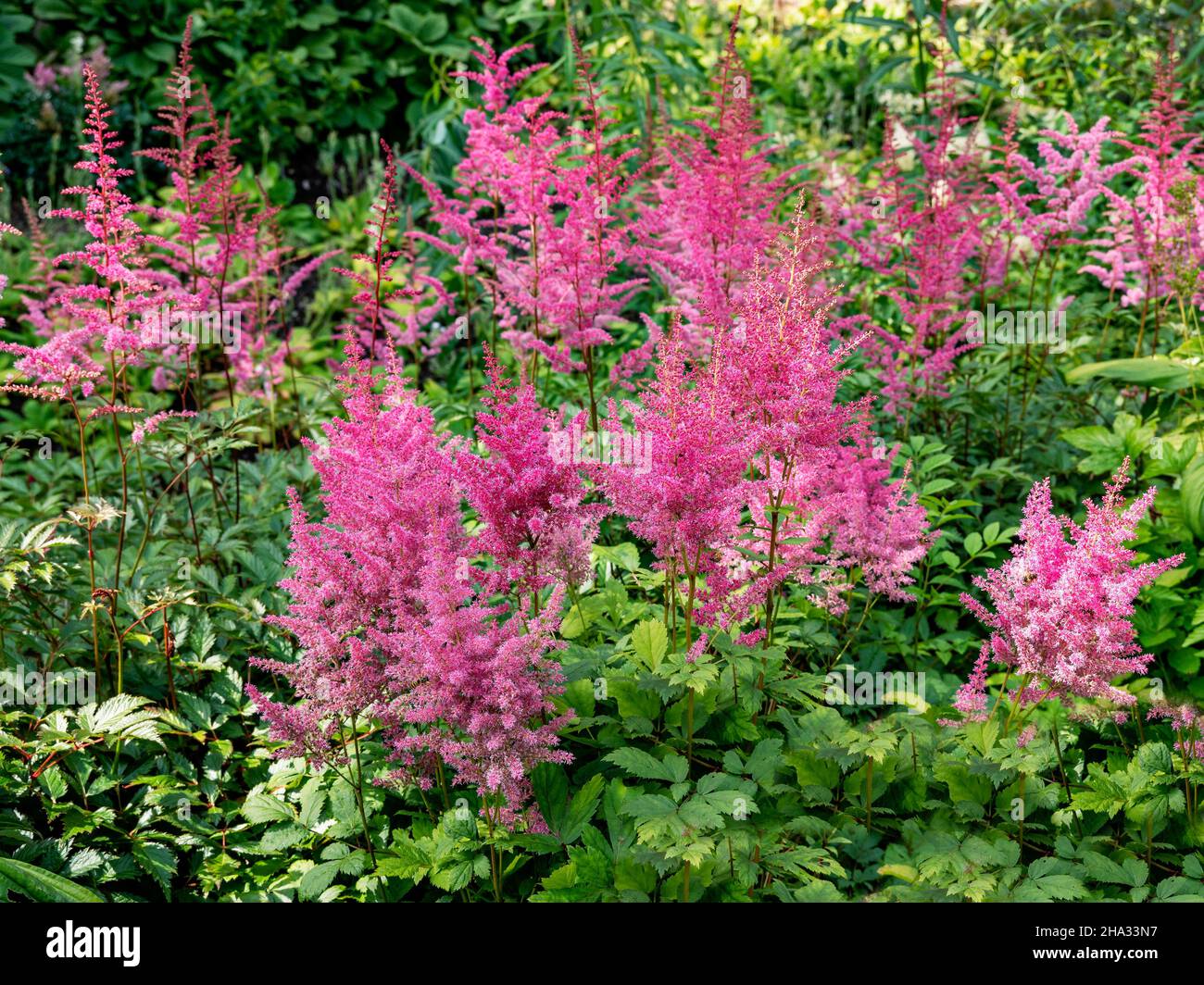 Pretty pink Astilbe flowers in a summer garden Stock Photo