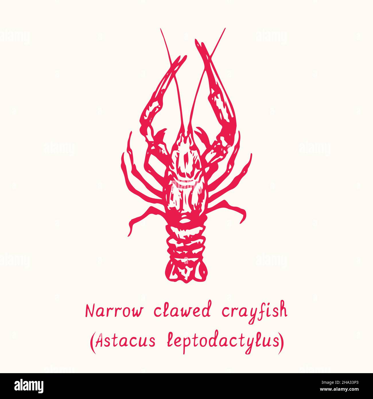 Narrow clawed crayfish (Astacus leptodactylus). Ink black and white doodle drawing in woodcut style with inscription. Stock Photo