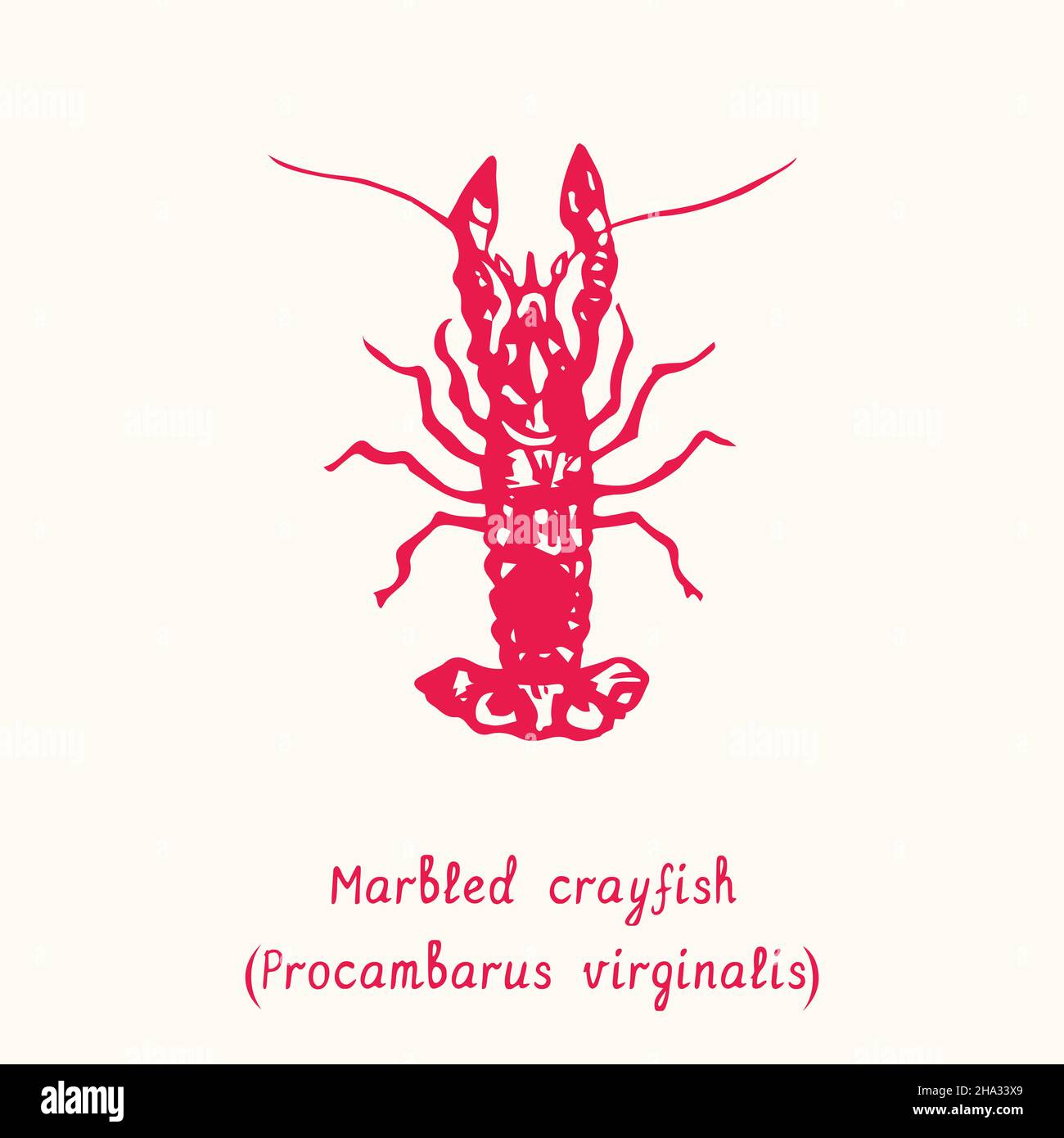 Marbled crayfish (Procambarus virginalis) top view. Ink black and white doodle drawing in woodcut style with inscription. Stock Photo