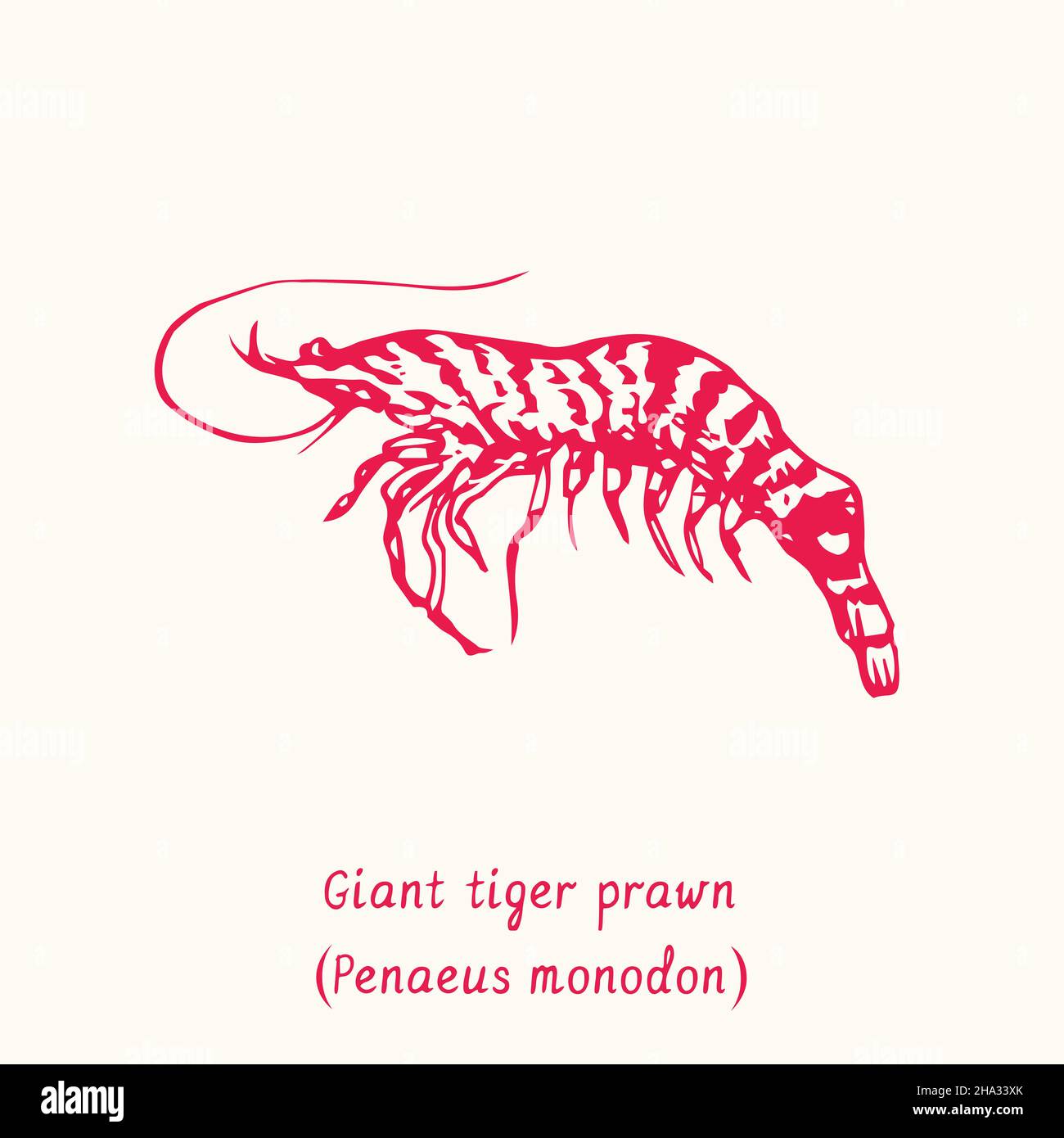 Giant tiger prawn (Penaeus monodon) side view. Ink black and white doodle drawing in woodcut style with inscription. Stock Photo