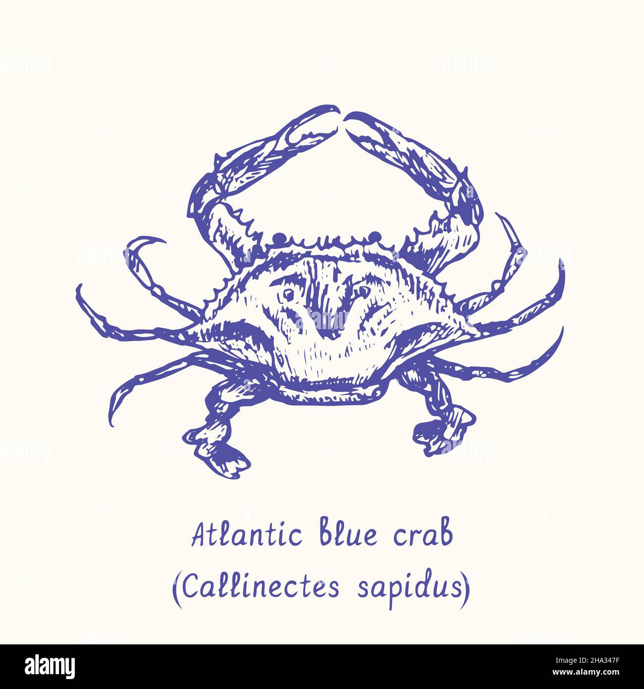 Atlantic blue crab (Callinectes sapidus) top view. Ink black and white doodle drawing in woodcut style with inscription. Stock Photo