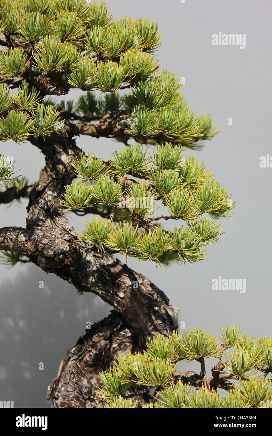 Bonsai tree growing in the bright sun Stock Photo Alamy